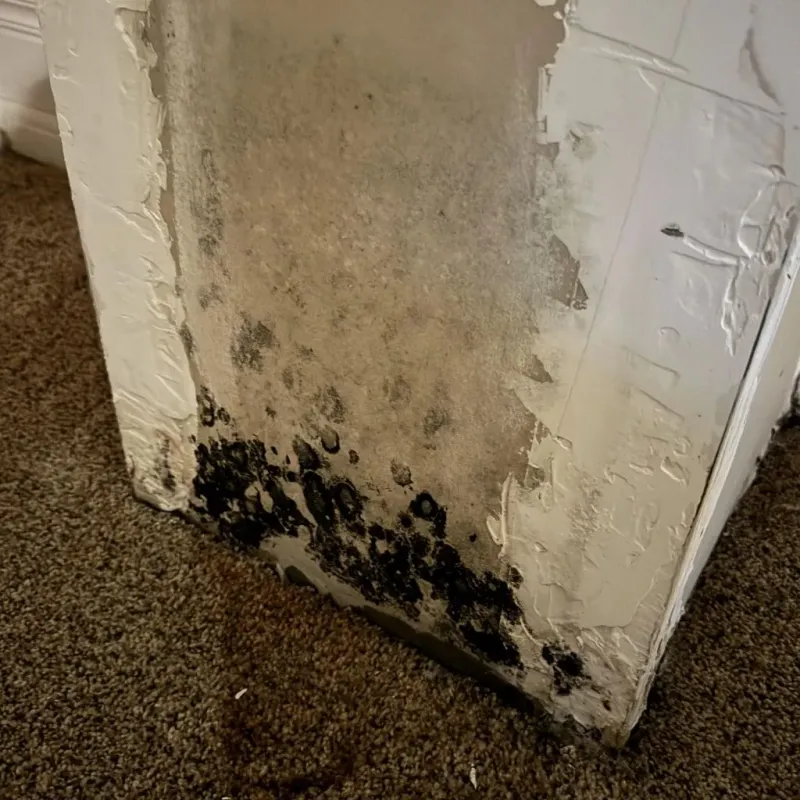 Professional Mold Removal in Athens, GA